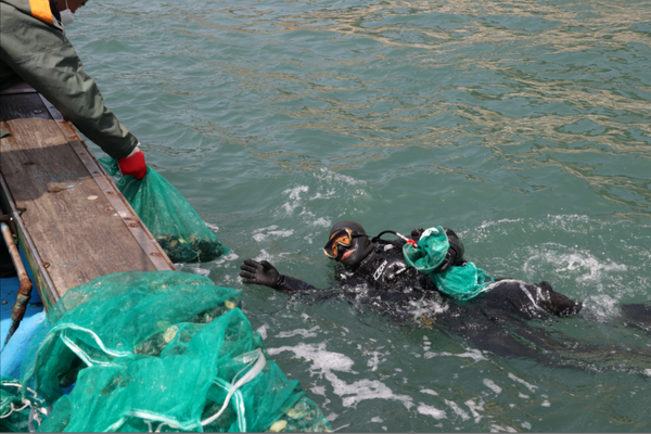       ▲사진 = 옹진군 수산자원 회복 증강에 전복 100만마리 방류