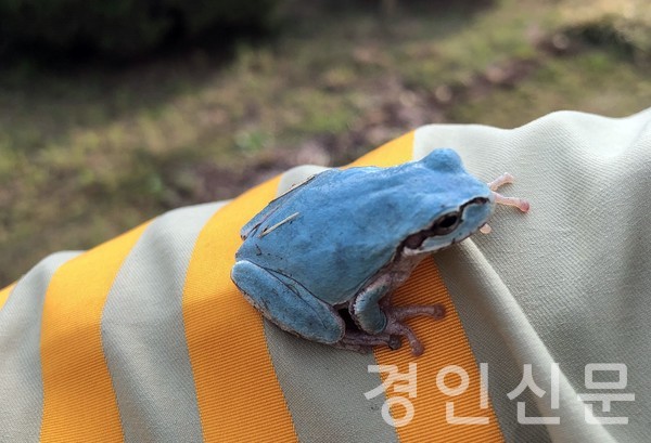                                                                       ▲고삼초 교정에서 발견된 푸른색의 희귀 청개구리 