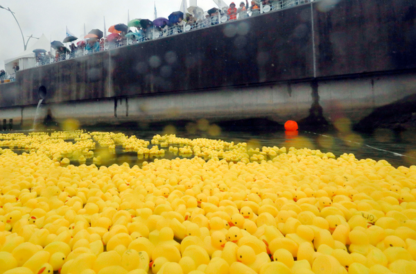 ▲아라마린페스티벌 색다른 재미를 선사한 덕레이싱! 바다위에 뿌려진 오리떼들이 물길따라 레이싱을 펼치고 있다. 