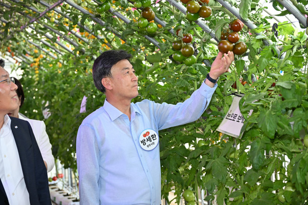 토마토 농가가 재배한 토마토를 살펴보고 있는 방세환 경기도 광주시장.