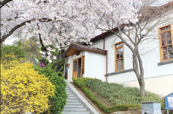                                ▲인천 하버파크 호텔 객실에서 즐기는 자유공원 벚꽃,                             