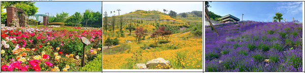   ▲장미근린공원                                          ▲강화씨사이드리조트 금계국              ▲ 강화에버리치호텔 라벤더