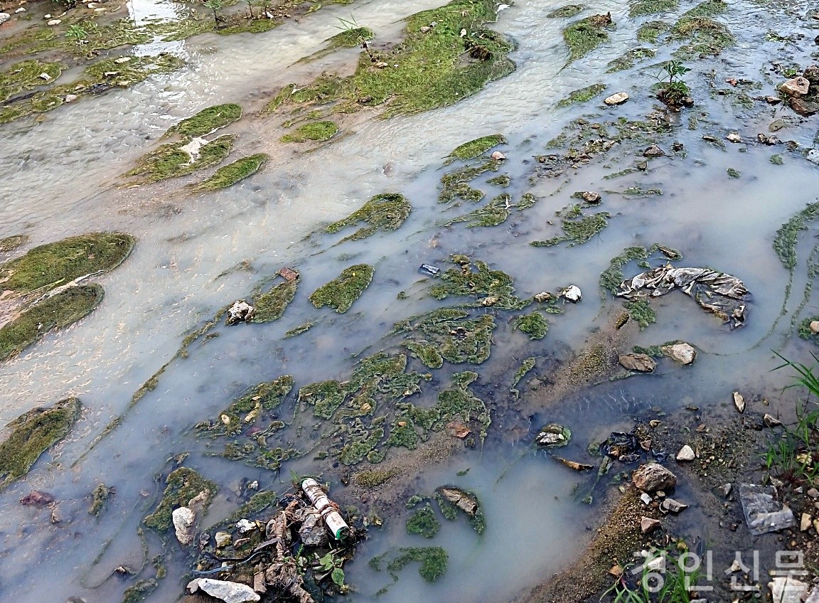                                           ▲7일  맑았던 물의 색갈이 우유빛을 띄고 있다. 