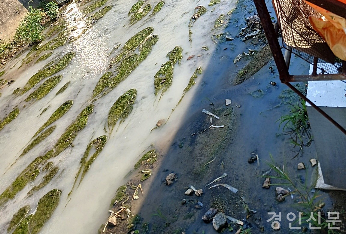                                       ▲하천 물 색갈이  심각하다. 