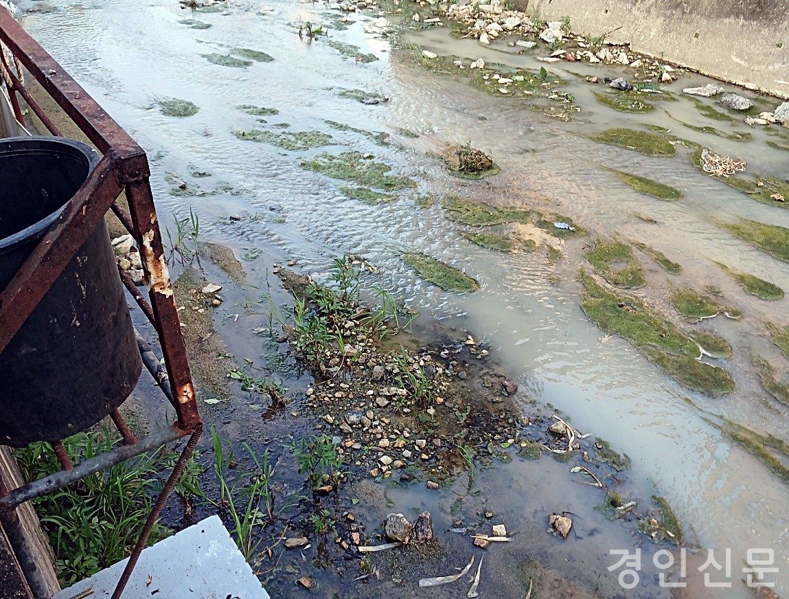                                                  ▲일주일에 3~4회 탁한 물이 흐르고 있다. 