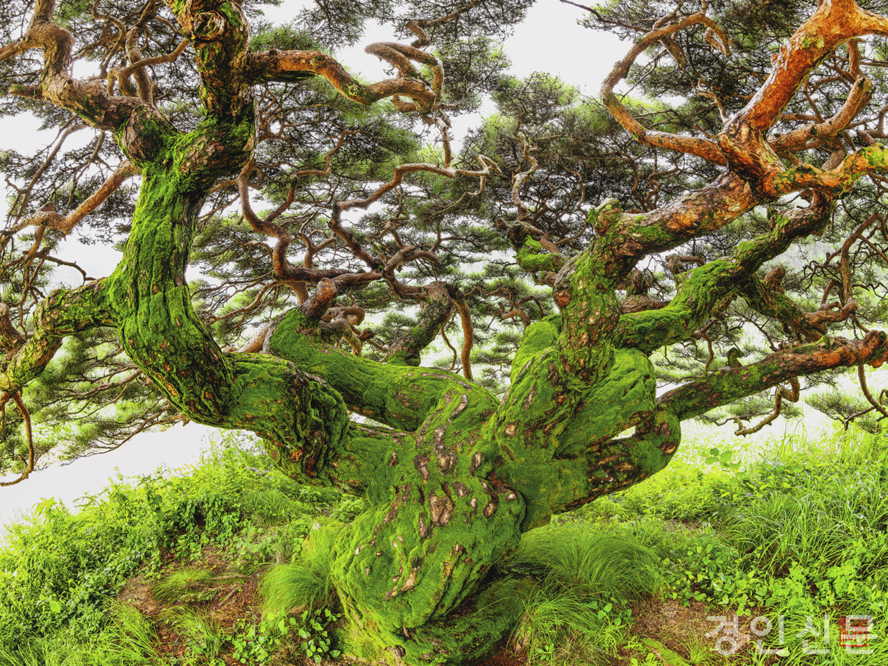                                                    ▲김유종 작가의 작품 중 