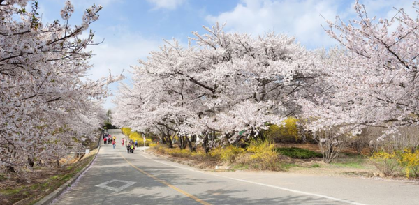 ▲SK인천석유화학 벚꽃동산