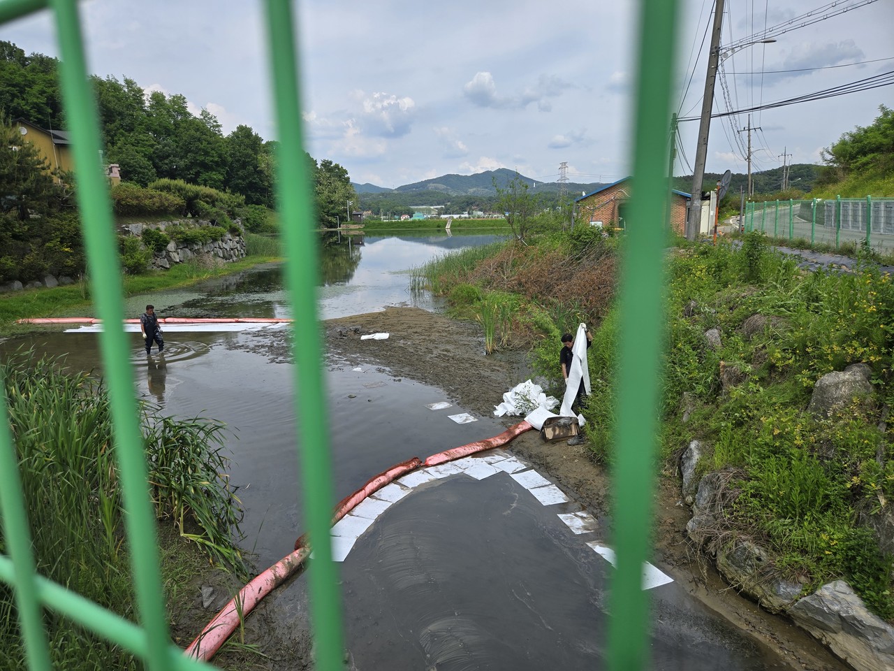  ▲마을입구에 있는 소류지까지 오염물질이 흘러들어 흡착포로 걷어내고 있다. 