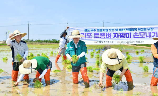                    ▲김포의 토종벼 품종 ‘자광미’ 개발 및 브랜드마케팅을 위해 총력을 다하고 있다.                    