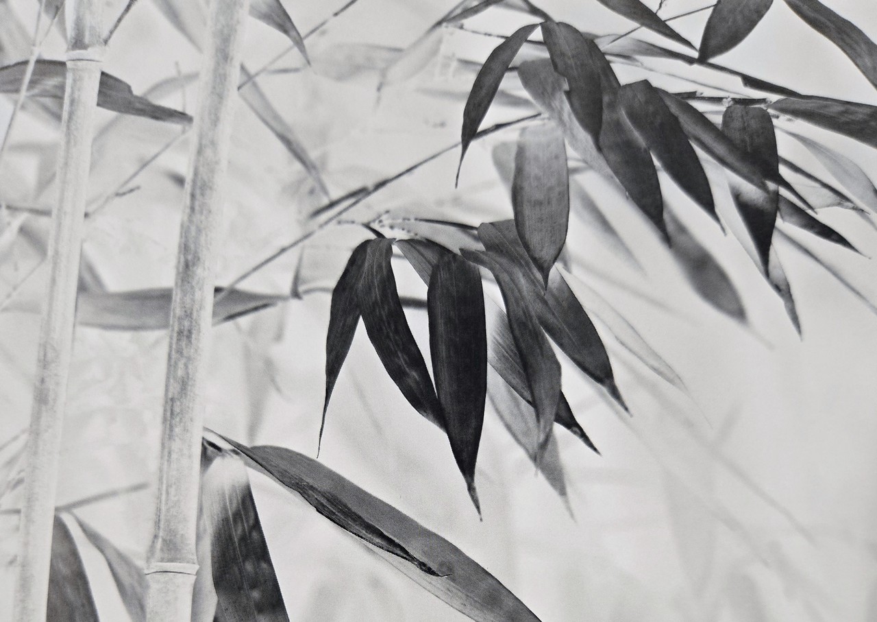                                            ▲김준기 작가의  '대나무'