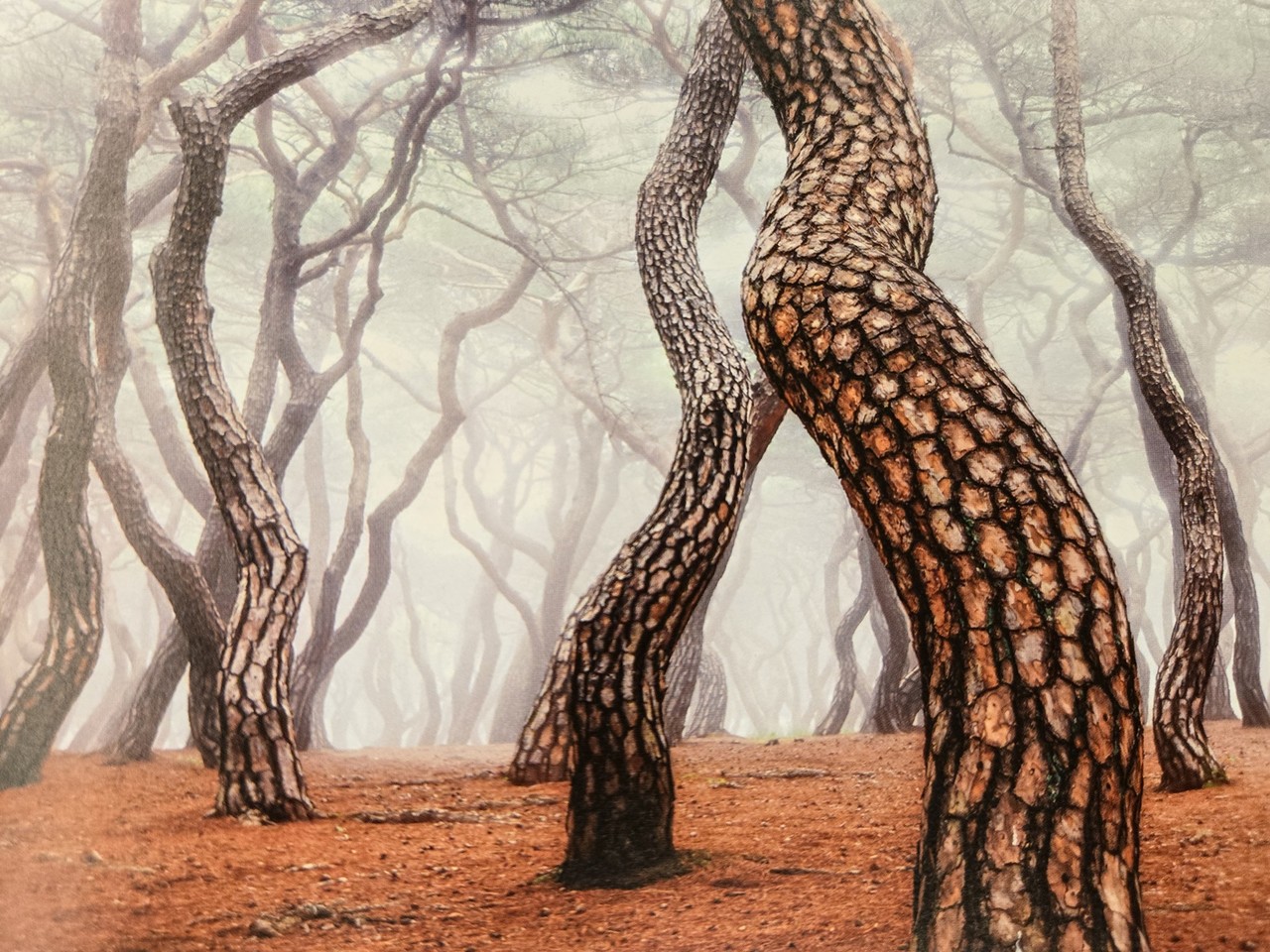                                          ▲김찬홍 작가의  '소나무'