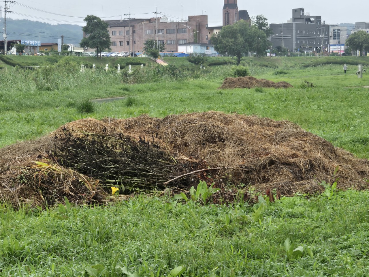                                    ▲산책로 인근에서 썩어가고 있는 잔재물